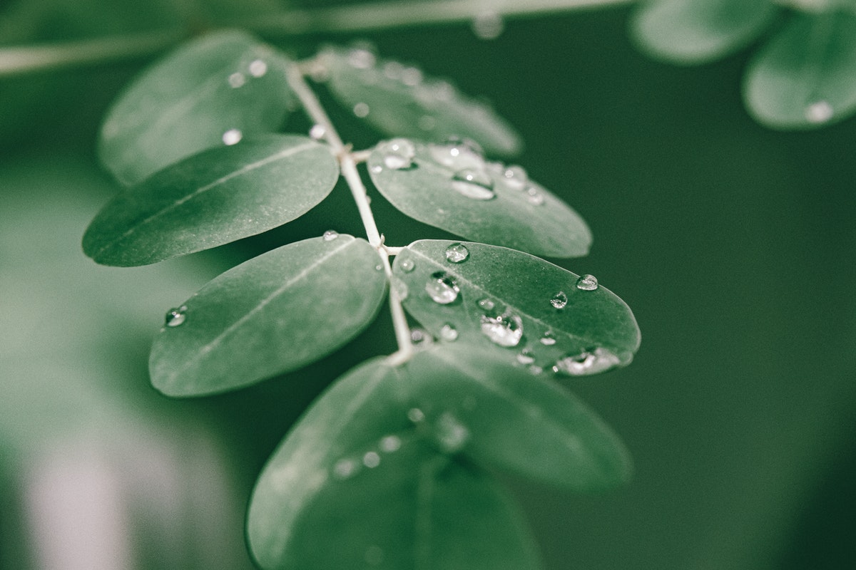 Moringa, “Az Élet Fája” - Íme 4 érv, amiért érdemes fogyasztani leveleit