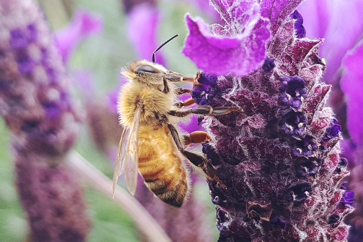 ízületi gyulladás és ízületi gyulladás méhek kezelése