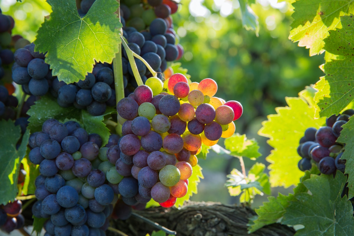 A szőlő jótékony hatása! Miért érdemes fogyasztani?
